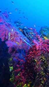 Immersioni subacquee: un'esperienza unica e appagante per esplorare la bellezza dei fondali marini 🪼 Scuba diving : a unique and fulfilling experience to explore the beauty of seabed 🪼 #visitcorsica #corsica #michjamucorsica #sea #plongée #dive #scubadiving #diving #plongeesousmarine #subacqua | corsicavivilaadesso.it