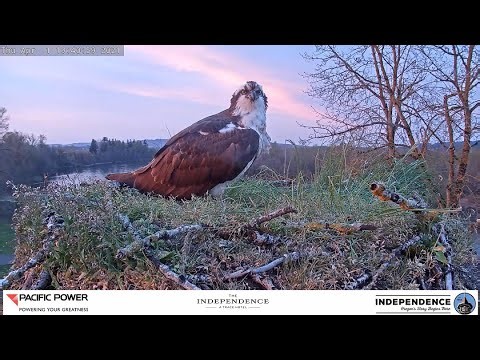 2025 Osprey Nest - LIVE - Independence, Oregon