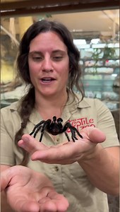 Texas Brown Tarantula 🕷 rearing up for the cameras! 🤣 📸 #reptile #zoo #texas #brown #tarantula | The Reptile Zoo
