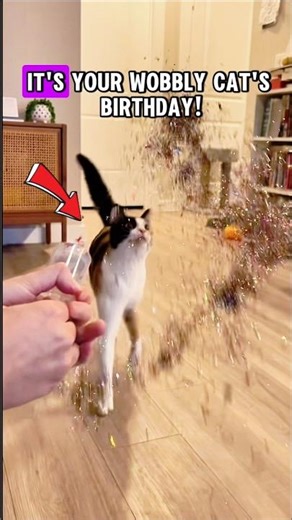 It’s YOUR Wobbly Cat’s Birthday… How Do YOU Make It The Happiest Day Ever? 🥹🐾 #catlover #chooseone