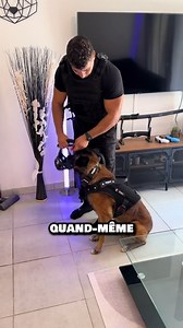 15 reactions | Code promo Nino15 #harnais et #muselière @Redog @Aymane & Red ‍♂️ #chien #malinois #maitrechien | Ninolemalou | Facebook
