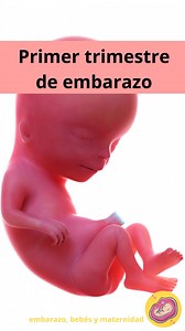 116K views · 1.7K reactions | Primer trimestre de embarazo. | Embarazo bebés y maternidad | Facebook