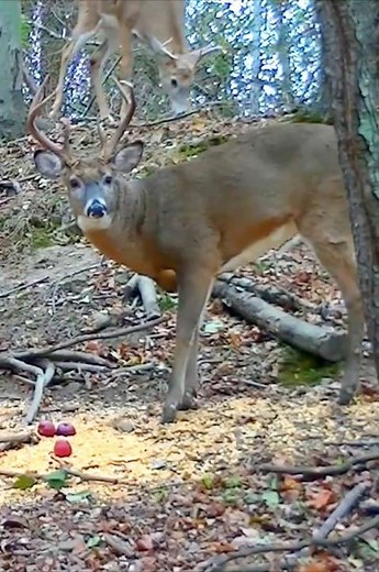 Massive Buck Caught on Camera! Bow Hunting Action 🔥🦌#wildlife#hunting#deerhunting #shorts#deer#viral