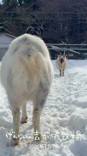 Who Is It? The Mystery of the Giant, Motionless Goat Butt! 🐐