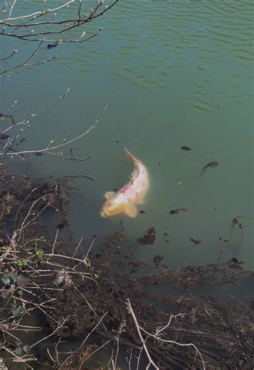 ⬜️⬛️🟥#pecheur #poisson #peche #carpe #koi