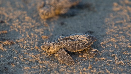 Rare daytime sea turtle hatching in Orange Beach, Alabama