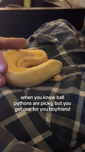 Feeding Ball Pythons: Tips for Picky Eaters
