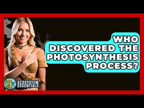 Who Discovered The Photosynthesis Process? - Ecosystem Essentials