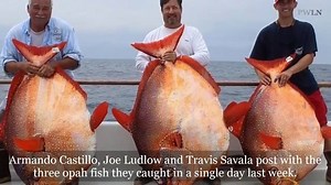 Big Fishes of the World: Lucky anglers catch THREE extremely rare OPAH fish in one day! | Fishbox