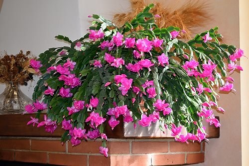Christmas Cactus Care - Garden Design