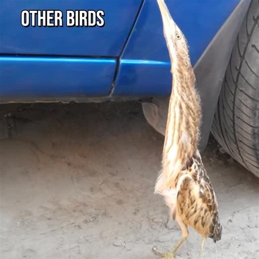 Careditti | Remarkable intelligence: As members of the corvid family, ravens demonstrate extraordinary cognitive abilities, including tool crafting and... | Instagram