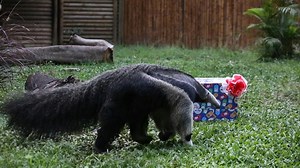 Video. Cali zoo animals receive gifts to celebrate Christmas