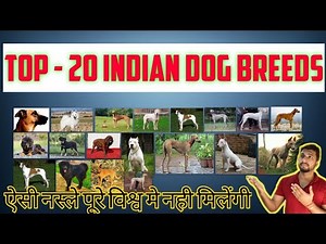 Indian Dog Breeds | Top - 20 | Best Indian Dog Breeds