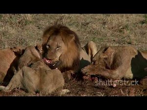 Lion Life Cycle Explained! How Lions Reproduce and Grow Up!