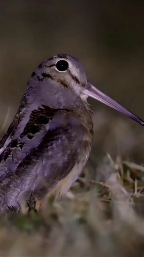 American Woodcock: Discover the Charming Meep Dance