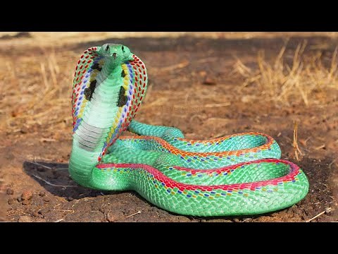 Top 10 most beautiful snakes in the world