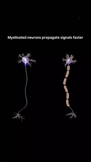 World of Biology on Instagram: "Why do myelinated neurons transmit signals faster? Because of saltatory conduction - the electrical impulse doesn’t crawl along the neuron. It jumps node to node, bypassing the insulated myelin segments. Less resistance. More speed. Maximum efficiency. Think of myelin as express lanes on a neural highway — same destination, dramatically faster travel. If you enjoy neuroscience explained simply, hit Follow for more. #Neuroscience #Myelin #BrainScience #NeuralSignal