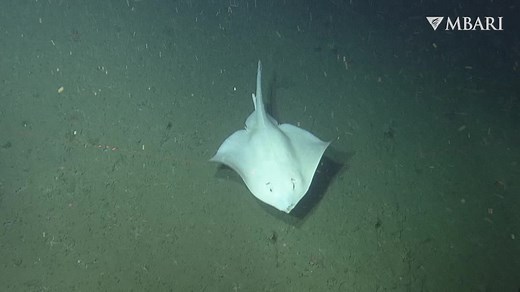 Deep-sea hovercraft 🛸✨ The Pacific white skate, Bathyraja spinosissima, is a large skate found in deep water rocky habitat, at depths of up to 2,900 meters (9,500 feet). Skates are found throughout the world ocean, from shallow coastal waters to the open ocean, but are rarely observed in deeper environments. Shallow-water skates are better studied, but knowledge of the deeper diving species in this group is limited. That’s because a lot of information comes from animals brought up in trawl nets