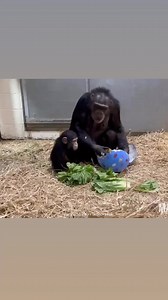 85K views · 1.1K reactions | A baby chimpanzee had staff at the Maryland Zoo “cracking up” as it nested inside of a giant paper-mache egg in April, ahead of Easter. | ABC 7 Chicago | Facebook