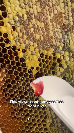 🐝 RAW Royal Jelly ⚡️ on Instagram: "Our Red Honey is back! ❤️🍯 This vibrant honey comes from hives where the bees were feeding on blackberry fruit rather than the flowers, giving it its stunning red colour and blackberry flavour. We’ve only been able to harvest this once before and don’t know if we will be able to get it in again, so make sure you grab a jar before its sold out. #redhoney #blackberryhoney #rarehoney"