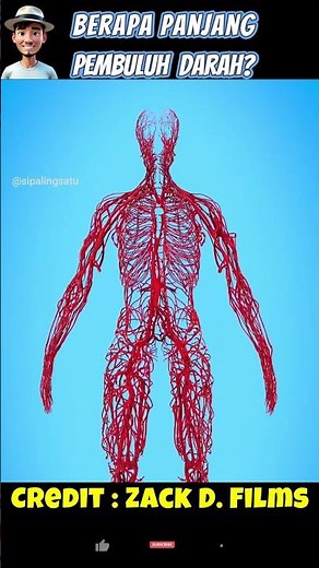 Ternyata Segini Panjang Pembuluh Darah Kita ?!