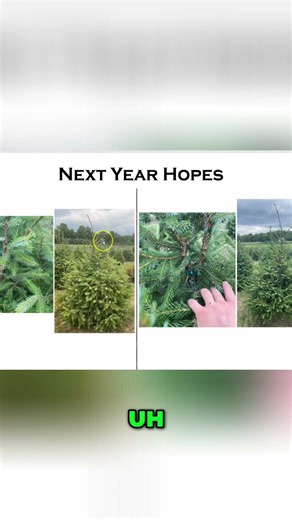 Tree Repair: Fixing Weevil Damage for Future Growth #shorts