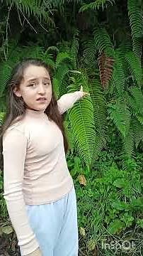 Clasificación de las plantas sin semilla