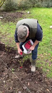 3.9K views · 115 reactions | Pruning Mr Lincoln Roses  and starting...