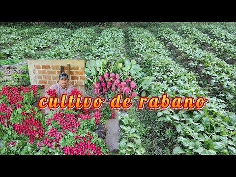 Como Hacer un cultivo de RABANO Paso a Paso, Desde su Siembra Hasta su Cosecha.