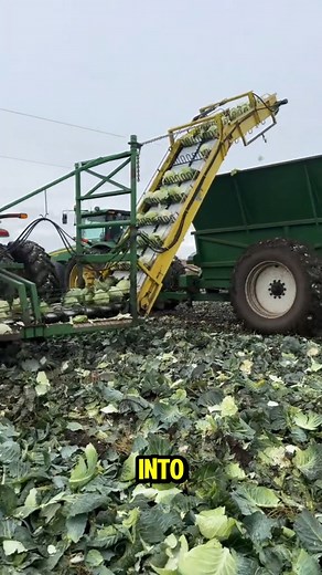 This machine uses a sharp blade and soft rubber paddles. #SmartHarvest #AgriEngineering #fblifestyle | Lara Amélia