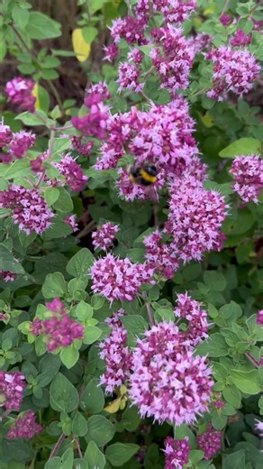 🦋🐿️🌿Beauty in Nature🐝🦆🌸 (@bellamitzie2012)’s videos with Flowers - Miley Cyrus