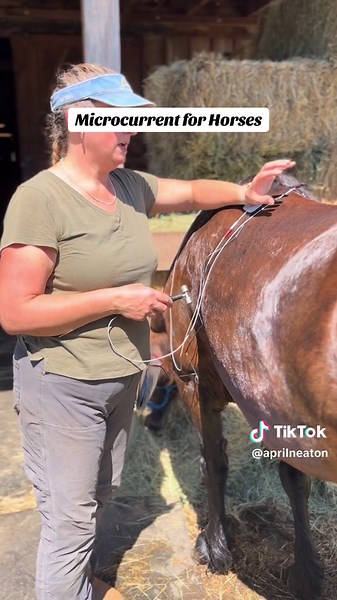 Microcurrent uses microamperes to relax and repair muscles, tendons and ligaments in the body. It basically feeds energy to the body’s cells. The human and animal body is more than just muscle and bone ~ we run on electric impulses as well! When we are injured or compromised, the cells in that area are often lacking the energy to soften, relax and heal. I’ve had a smaller microcurrent machine for a few years and just upgraded to a more sophisticated version that has a feedback feature. More info