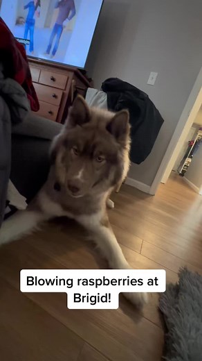 Sherlock & Brigid Husky on TikTok