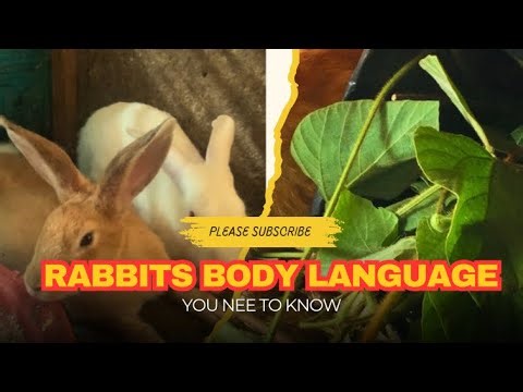 What your rabbit is trying to tell you (body language guide)”