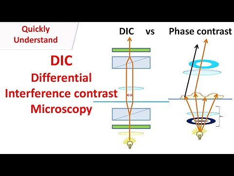 DIC Microscopy | Differential interference contrast | DIC vs Phase contrast.