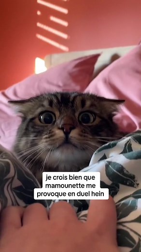 Qui veut jouer à cache cache avec moi ??? 😺😼😼 #cats #chat #cachecache #amour