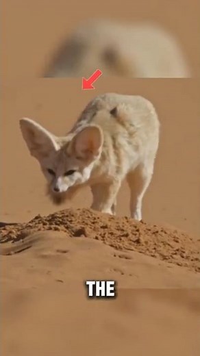 The Tiny Fox Built to Survive the Desert 🌵🦊 | Nature’s Smartest Survivor