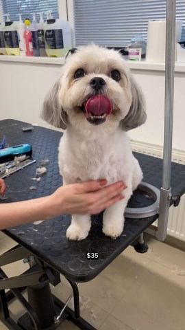 My day as a dog groomer w/ prices