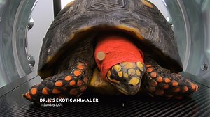 Sometimes, difficult problems require creative solutions. | National Geographic Animals