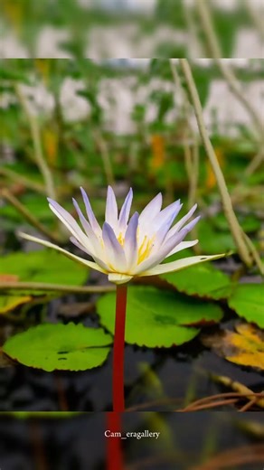How to capture lotus flower in mobile using pro mode ||Tips And Tricks #morningflowers #flowerdaily