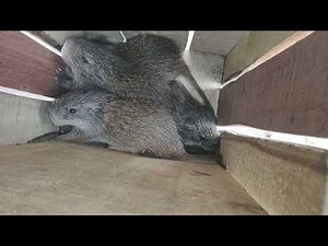 : AULACODICULTURE l'élevage des AGOUTIS ou aulacodes/ inscrivez-vous vite pour la formation