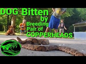 Copperheads actively breeding, bite DOG that interrupts them. (Yes, you read that correctly.)