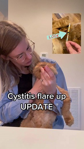 Cystitis Flare Up Update with Cappy the Cat