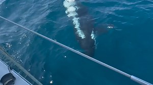 AMAZING VIDEO: Orcas attack racing boat near the Strait of Gibraltar. The marine mammals, also known as killer whales, often coordinate their attacks to hunt for prey, but in recent years, more reports of orcas coordinating their attacks on boats. Team JAJO captured video this week of a pod of orcas ramming their yacht and biting at the rudders. They used their oars to bang on the hull of the ship to try and get the orcas to stop. Eventually, the pod left the area with the vessel still intact. R