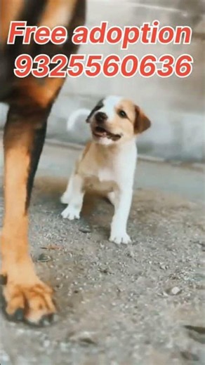 "Don't Buy, Adopt! This Cute Puppy Needs a Forever Home ❤️🐾"Free Adoption 💕 2026 Hurry Up