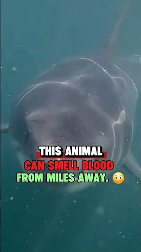 You Can't Hide From a Great White. Here's Why