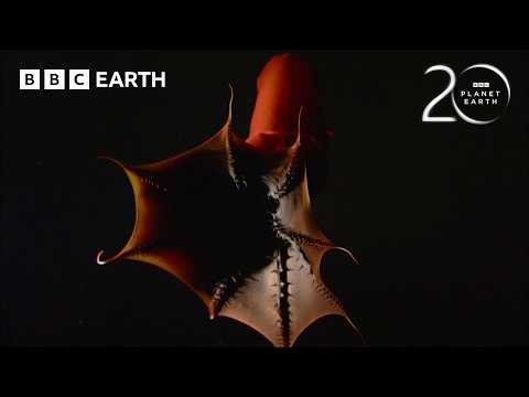 The Vampire Squid From Hell | 20 Years of Planet Earth | BBC Earth