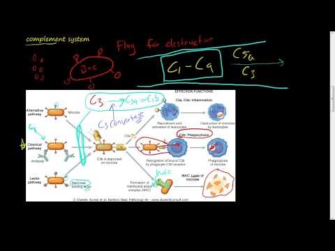 #27 - Chemicals of Inflammation - Plasma protein - Complement System, C3, C3a, C5, C5a