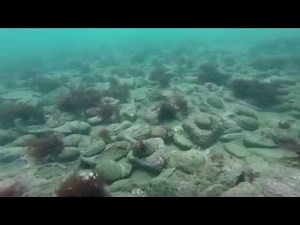 Amazing Paua (Abalone) Diving New Zealand