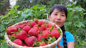 1.1M views · 10K reactions | Thu hoạch rổ dâu tây ,dưa leo rắn, bầu ngắn, dưa leo Hàn Quốc,ăn rể dâu tây tại vườn | Nhung Ha Cuoc Song My | Facebook